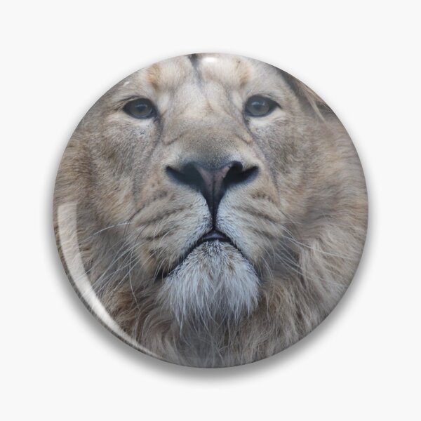 Item preview, Male lion keeping watch designed and sold by Gaynor-dI.