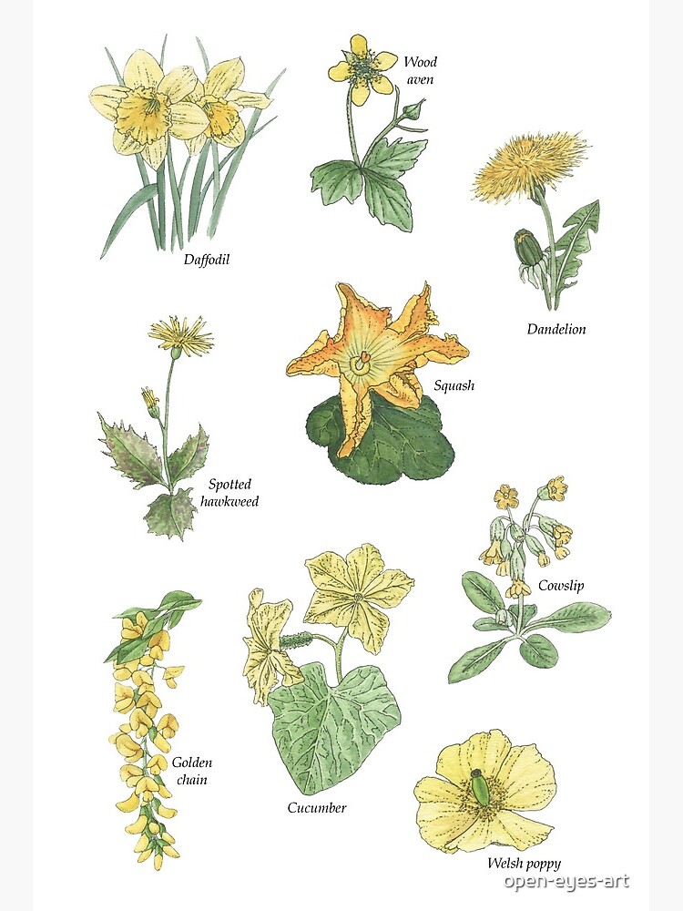 Lámina rígida «Colección de flores amarillas de dibujos botánicos.» de  open-eyes-art | Redbubble