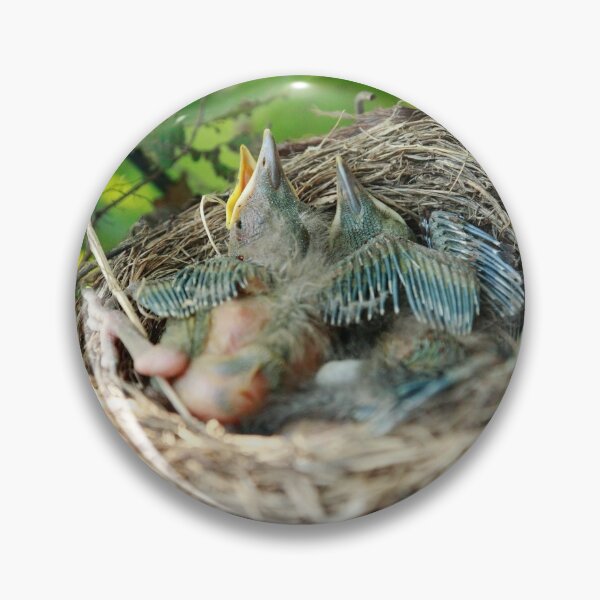 Item preview, Azores blackbird nest designed and sold by Gaspar Avila.