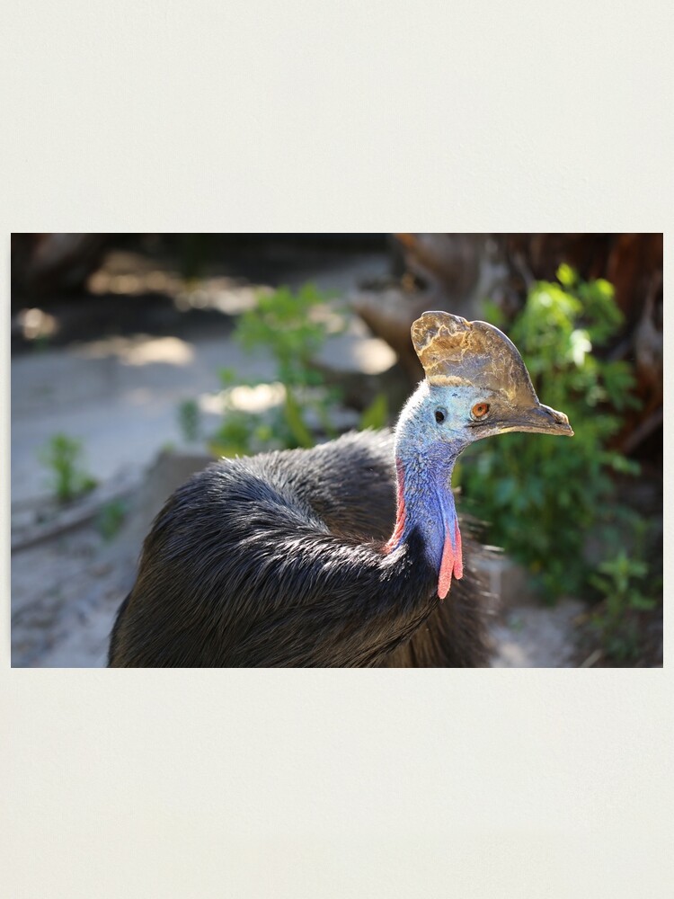 Lámina fotográfica «Casuario - ¡El dinosaurio de pájaro más feo!» de  renprovo | Redbubble