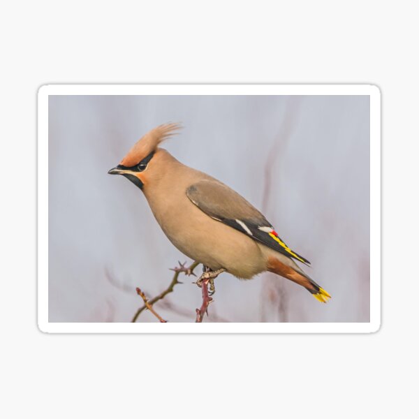 Item preview, Waxwing designed and sold by MikeSquires.
