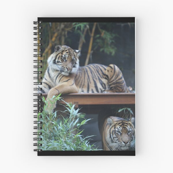 Artikelvorschau, Tiger bei Taronga Zoo in Sydney Australien entworfen und verkauft von renprovo.