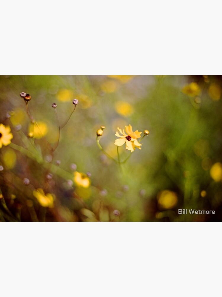 "Coreopsis Florida State Wildflower" Photographic Print by njordphoto