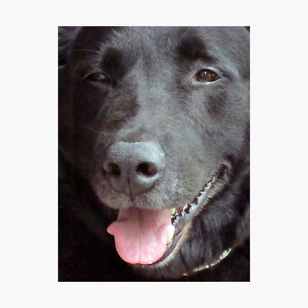 The Happy Lab Photographic Print