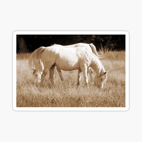 Polish Arabs Horses Sticker