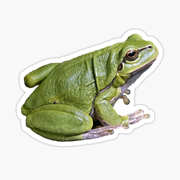 Realistic Frog Stickers for Sale