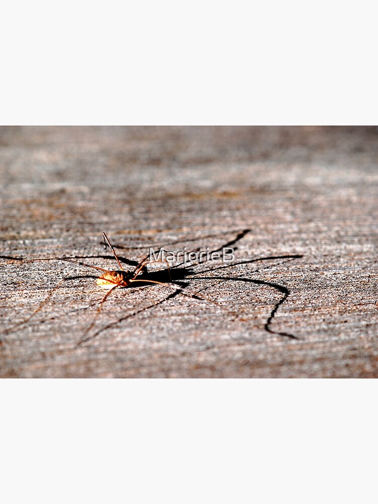 Daddy Long Legs by MarjorieB