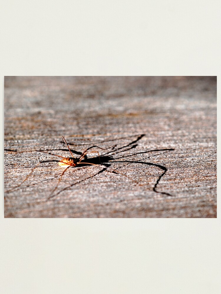 Alternate view of Daddy Long Legs Photographic Print