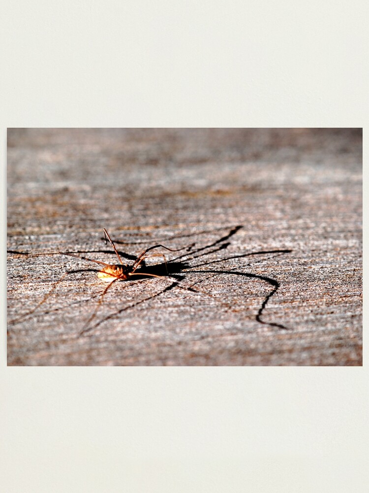 Alternate view of Daddy Long Legs Photographic Print