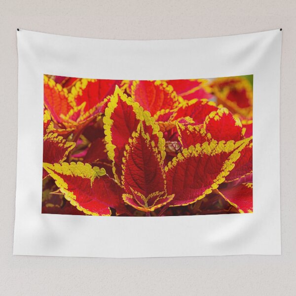 Item preview, Colourful Coleus designed and sold by Chris Thaxter.
