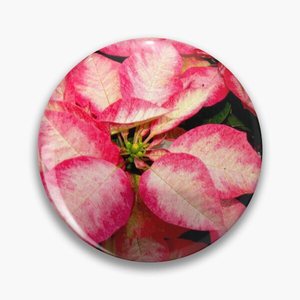 Item preview, Variegated Pink Christmas Poinsettia designed and sold by Monika's Shop.
