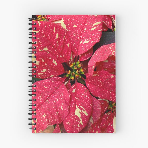 Item preview, Variegated Red & White Christmas Poinsettia designed and sold by Monika's Shop.