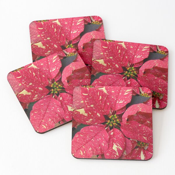 Item preview, Variegated Red & White Christmas Poinsettia designed and sold by Monika's Shop.