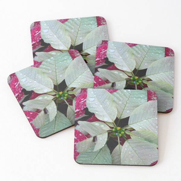 Item preview, Variegated Red & White Christmas Poinsettia designed and sold by Monika's Shop.