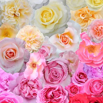 Artwork thumbnail, Spring Roses by plantpedia
