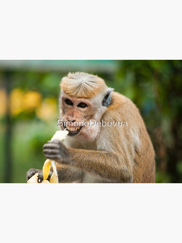 Funny Monkey smiling and eating a banana