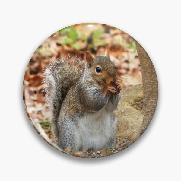 Item preview, Hungry Squirrel designed and sold by Frankie Cat Photography.