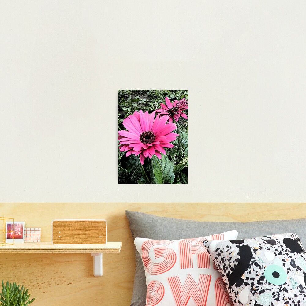 Summer Afternoon Daisies Photographic Print