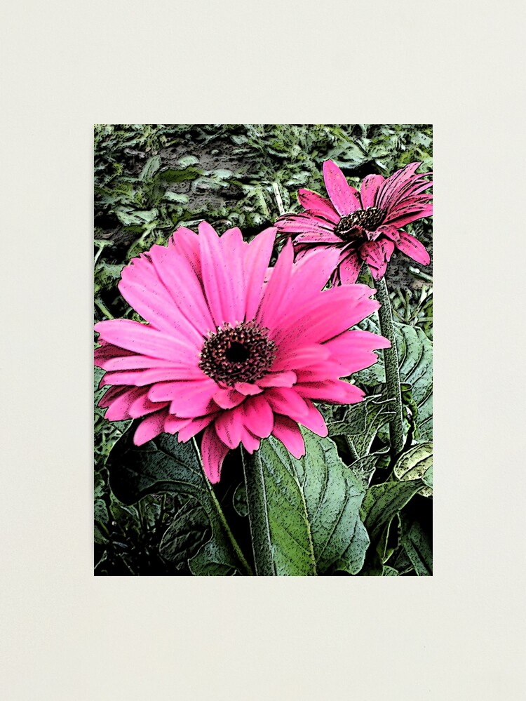 Alternate view of Summer Afternoon Daisies Photographic Print