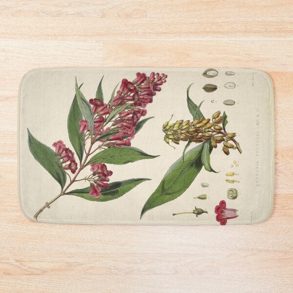 Item preview, Buddleja Colvilei by J. F. Cathcart and W. H. Fitch  designed and sold by Amanda1775.