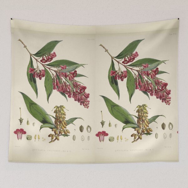 Item preview, Buddleja Colvilei by J. F. Cathcart and W. H. Fitch  designed and sold by Amanda1775.