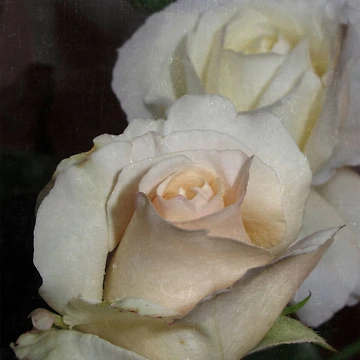 Artwork thumbnail, Pastel Roses by coffeebean