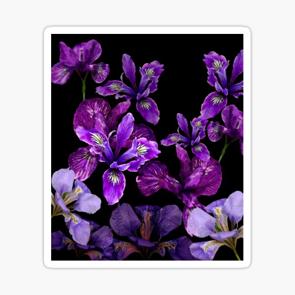 Irises - Beautiful Purples on Black Design. Sticker
