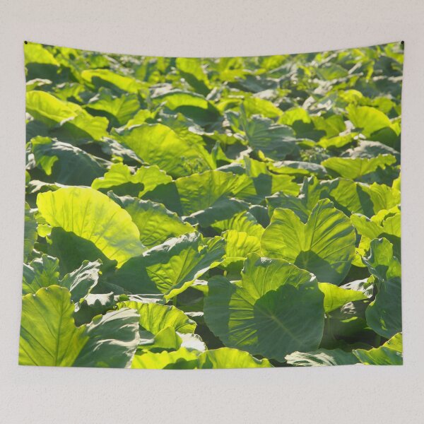 Item preview, Taro plantation designed and sold by Gaspar Avila.