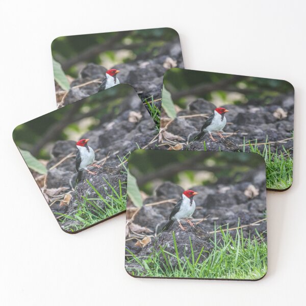Item preview, Yellow-billed Cardinal for Bird Lovers designed and sold by cool-merch.