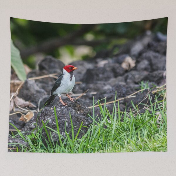 Item preview, Yellow-billed Cardinal for Bird Lovers designed and sold by cool-merch.