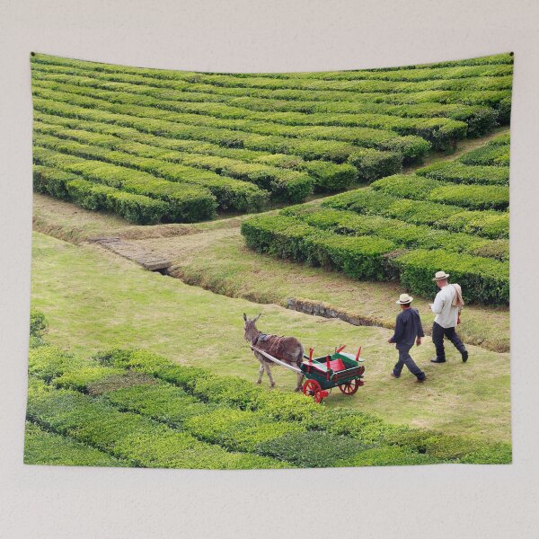 Item preview, Porto Formoso tea gardens designed and sold by Gaspar Avila.