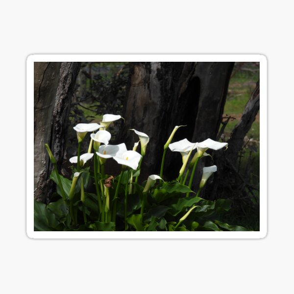 Arum Lilies Sticker