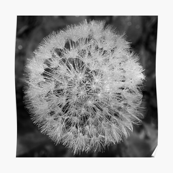 Dewy Dandelion Poster