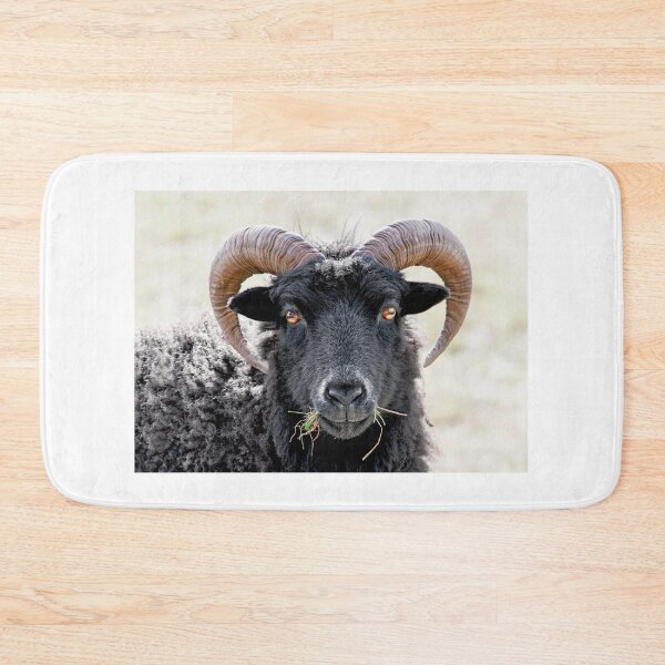 Item preview, Black Sheep "Eye to Eye Contact"  Hebridean Sheep designed and sold by mhfore.