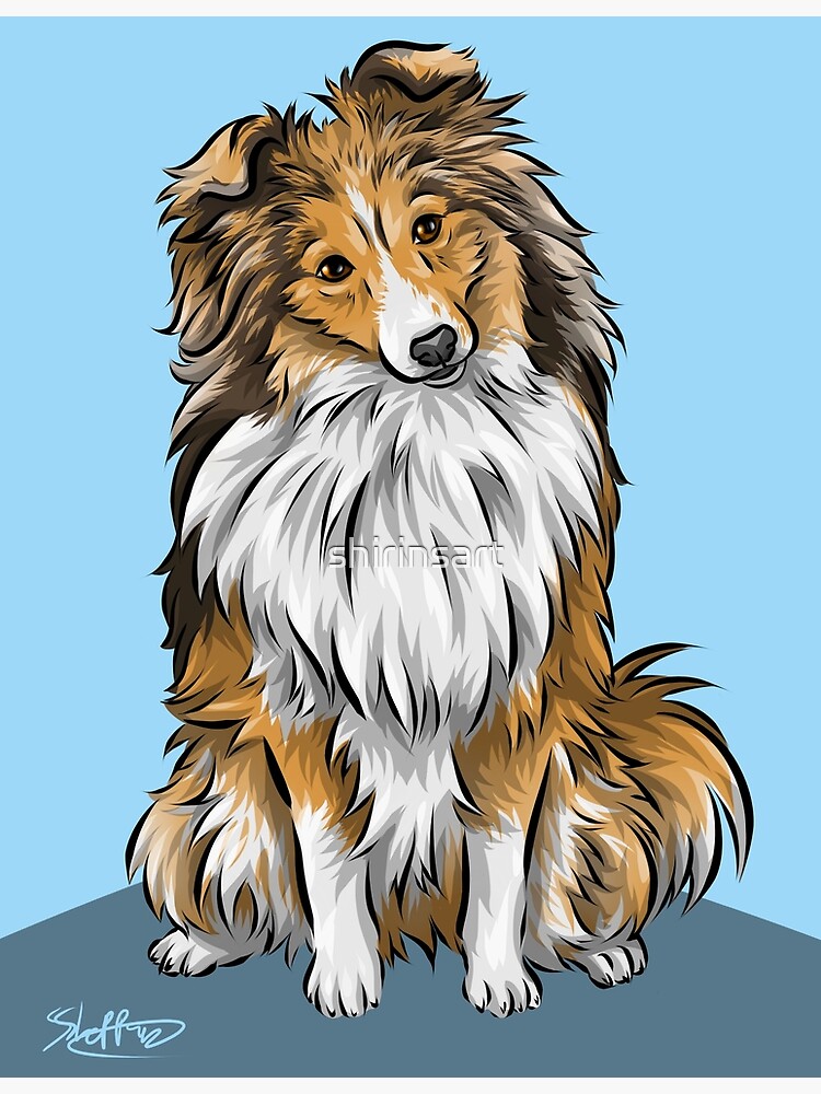 lindo cachorro sheltie