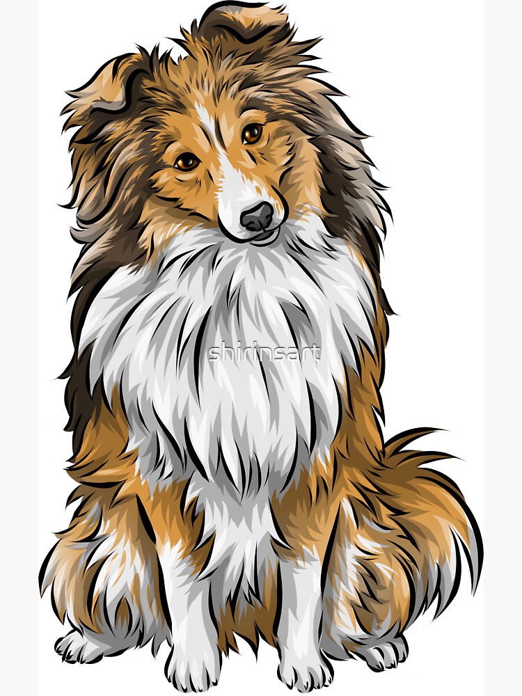 Sheltie stuff 2024