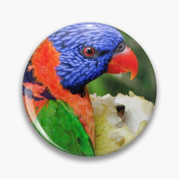 Item preview, Australian Birds - The Rainbow Lorikeet - Photographic Print designed and sold by nickegglington.