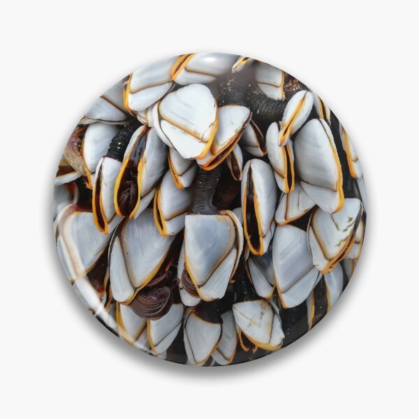 Item preview, Goose barnacles designed and sold by Pebbles on the Beach.