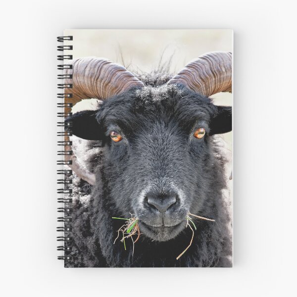 Item preview, Black Sheep "Eye to Eye Contact"  Hebridean Sheep designed and sold by mhfore.