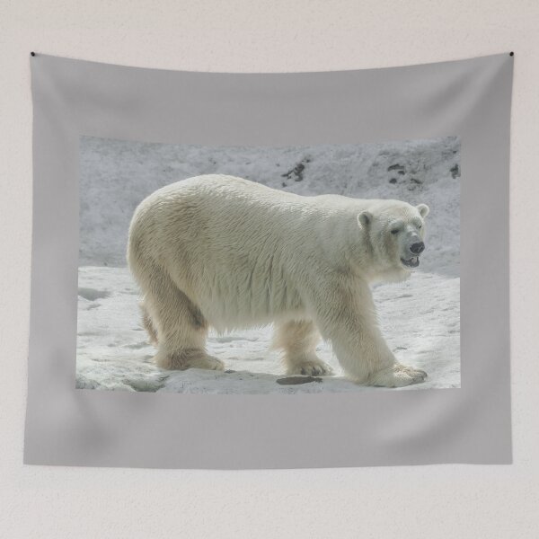 Item preview, Polar bear (Ursus maritimus) designed and sold by Martin Leber.