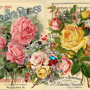 Artwork thumbnail, Scott's Roses by Hoopday
