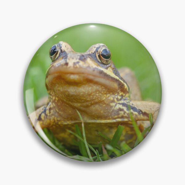 Item preview, Frog Looking for his Princess on the lawn designed and sold by Dalyndigital Photography.