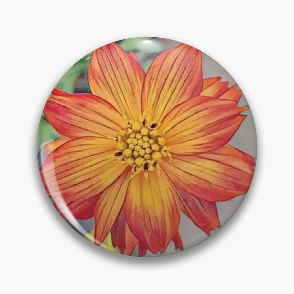 Aperçu de l'œuvre SULFUR COSMOS ORANGE Fleur créée et vendue par kimcrunner.