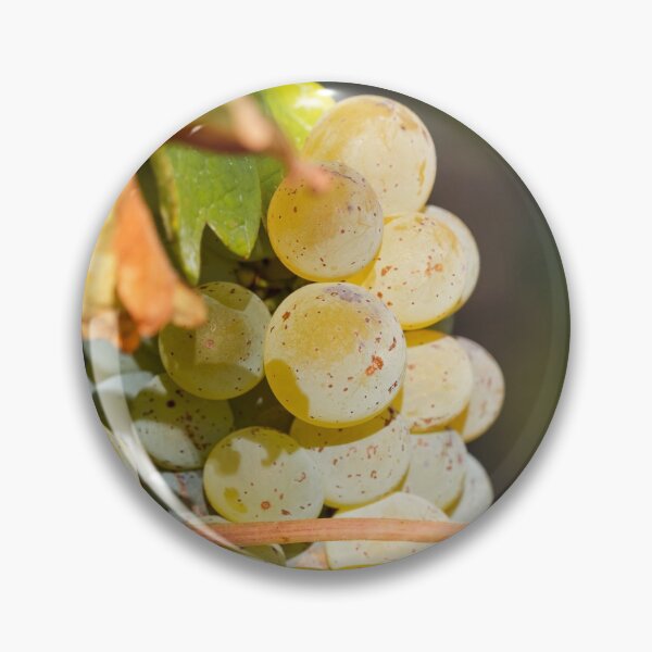 Artikelvorschau, Juicy bunches of ripe grapes hang on the autumn vine entworfen und verkauft von Alexander Sorokopud.