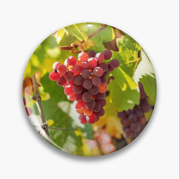 Artikelvorschau, Juicy bunches of ripe grapes hang on the autumn vine entworfen und verkauft von Alexander Sorokopud.