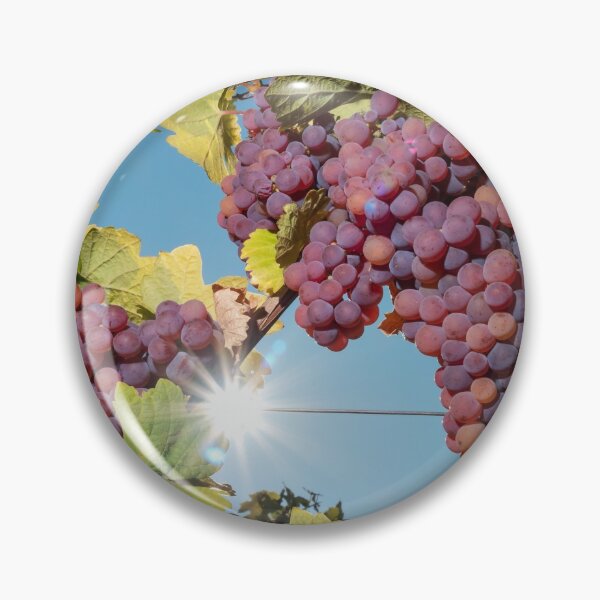 Artikelvorschau, Juicy bunches of ripe grapes hang on the autumn vine entworfen und verkauft von Alexander Sorokopud.