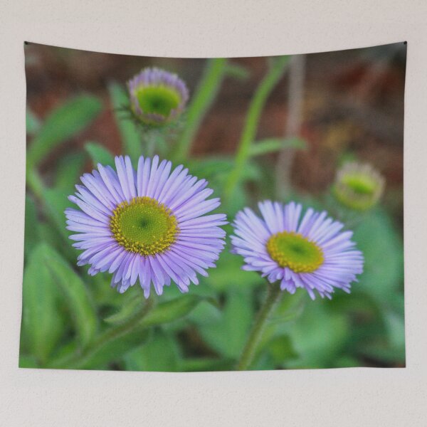 Item preview, Aster Purple Flower Stone Plant designed and sold by cool-merch.