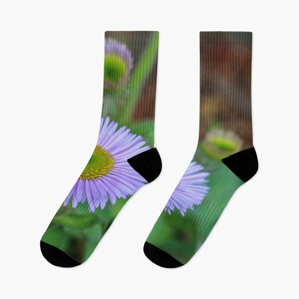 Item preview, Aster Purple Flower Stone Plant designed and sold by cool-merch.
