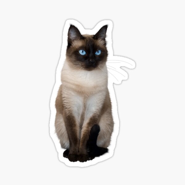Item preview, Beautiful Siamese Cat with Blue Eyes designed and sold by Darcy777.
