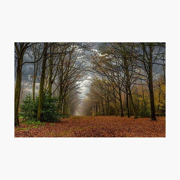 Item preview, FELBRIGG PARK NORFOLK designed and sold by David Vincent.